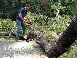 Best Tree Trimming and Pruning  in Wheeling, WV